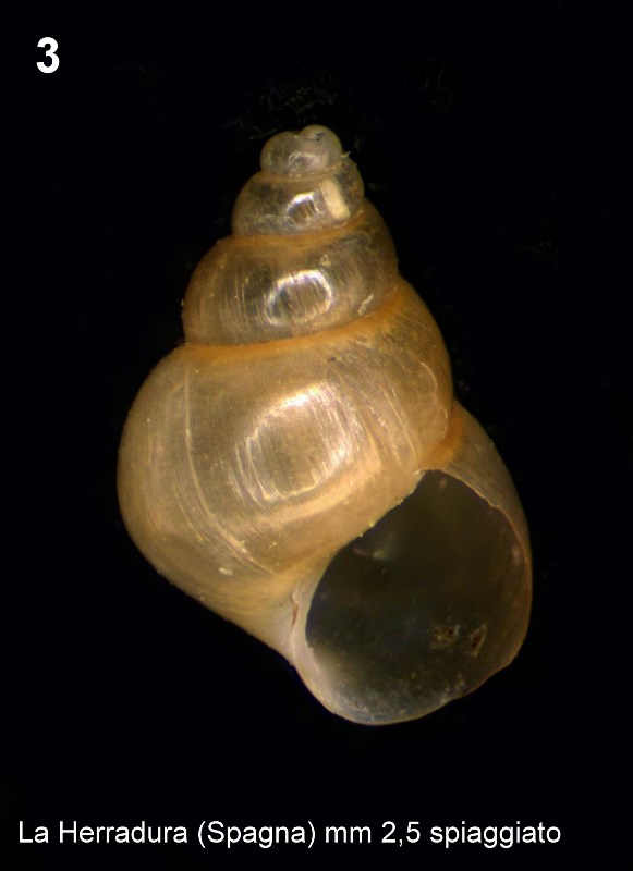 Identificazione piccoli molluschi spagnoli spiaggiati